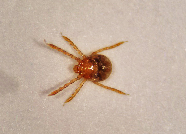 Tick larvae identification ohio - fessfantastic